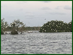 zwermen vogels